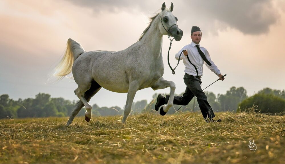 Avl af arabiske heste