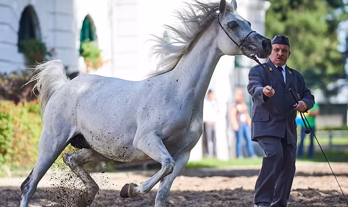Berømte Araberheste Stutterier i Polen