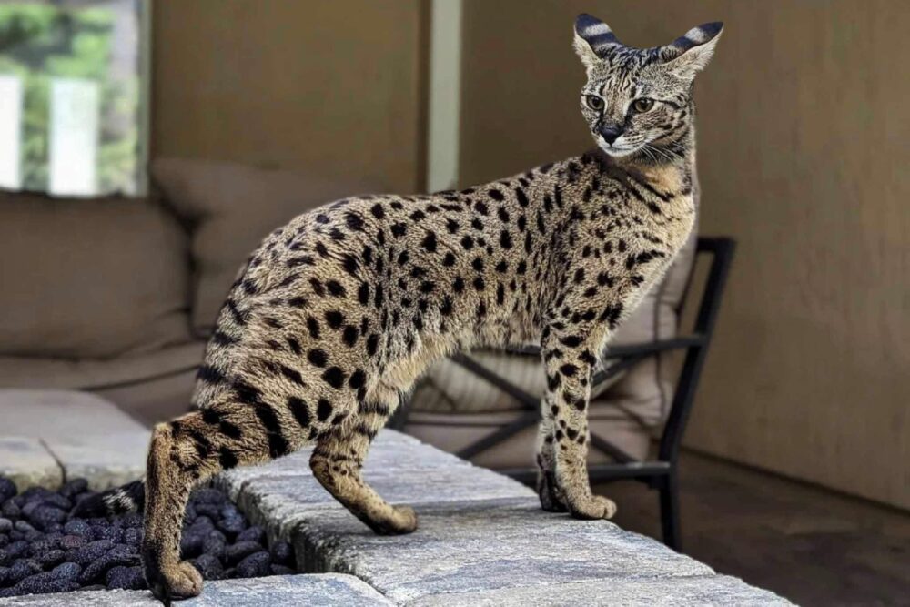 Hvad er den dyreste kat