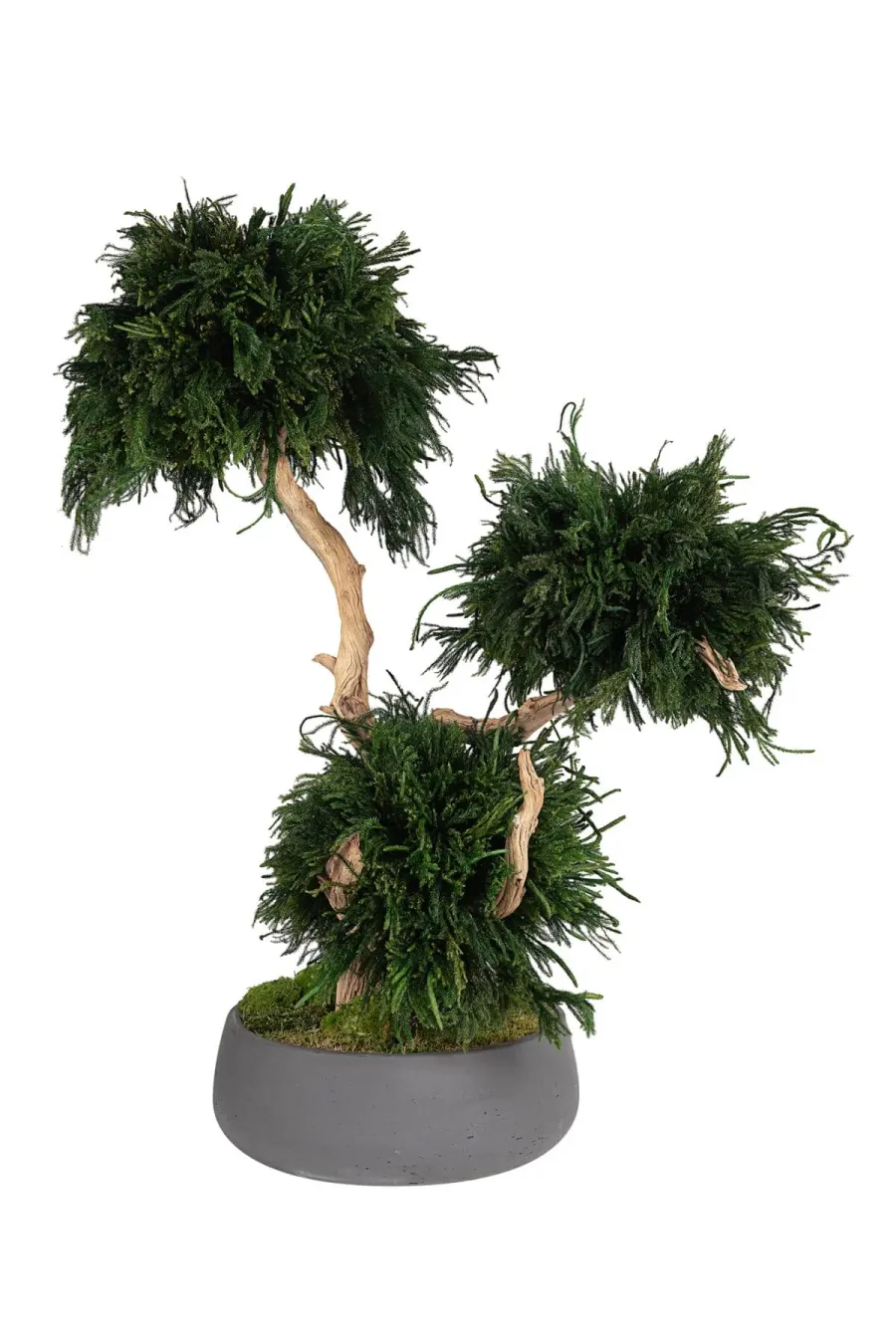 Hvad Går Stabilisering af Planter Ud På