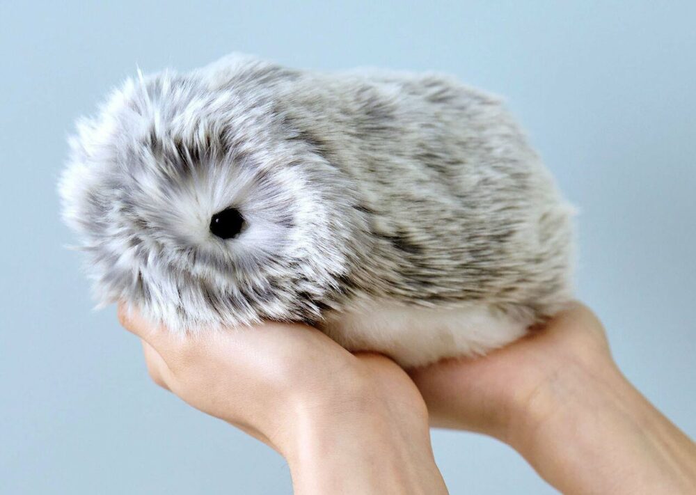 Moflin Kan Man Købe Den I Polen