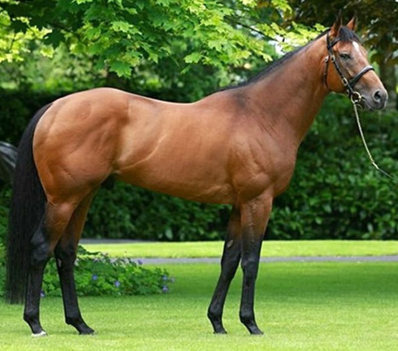 Temperament af fuldblod