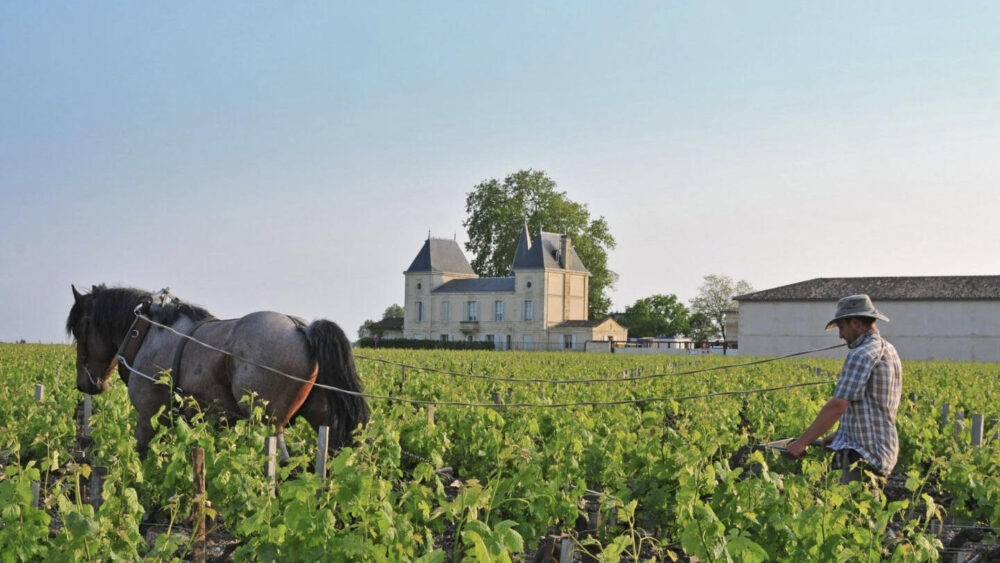 Chateau Margaux vin Pris