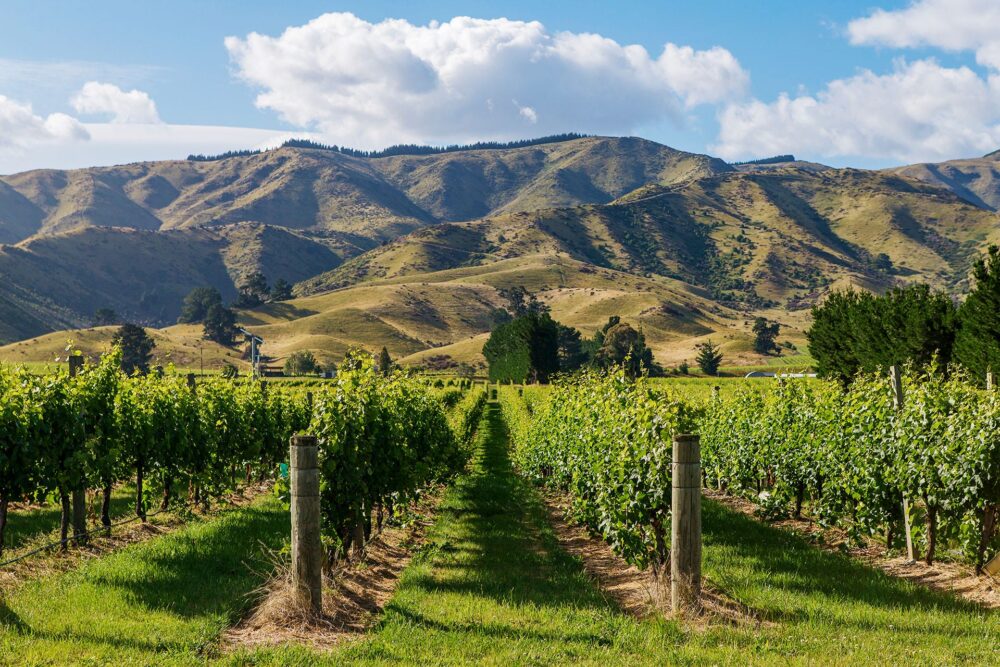 Marlborough Region Vingårde