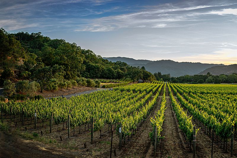 Franske vine